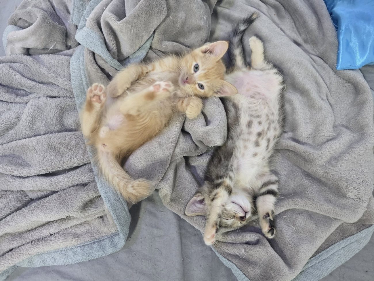 เด็กน้อยมะยมกับมะหมี่ไม่ยอมนอนกรงกันแล้ว ทั้งสองร้องอ้อนอยากออกมานอนบนเตียงแทน ค 1