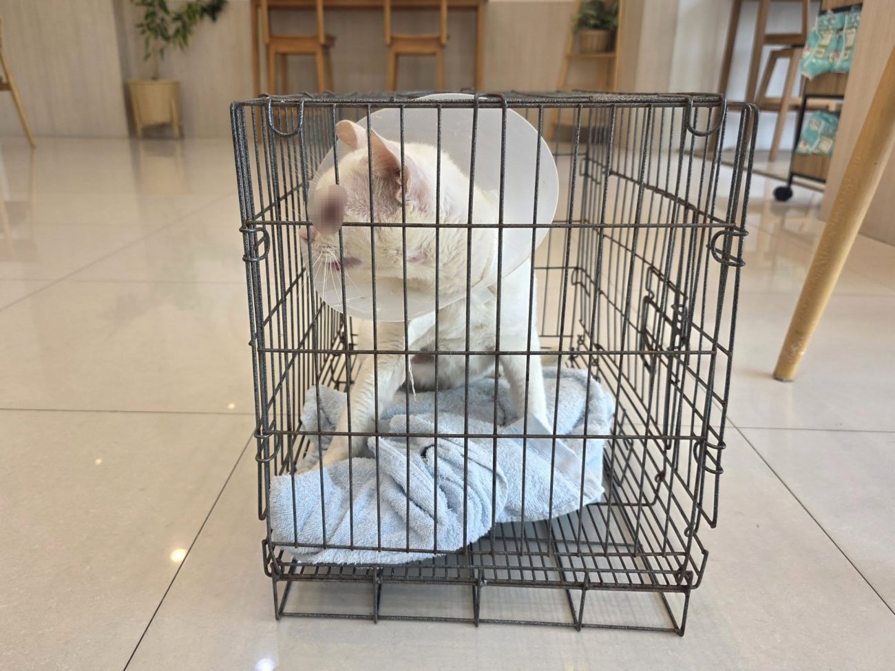 #สมสาม มาหาหมอและตรวจร่างกายเรียบร้อย สมสามร่างกายพร้อมครับ โดยคิวผ่าตัดนำดวงตาซ 1