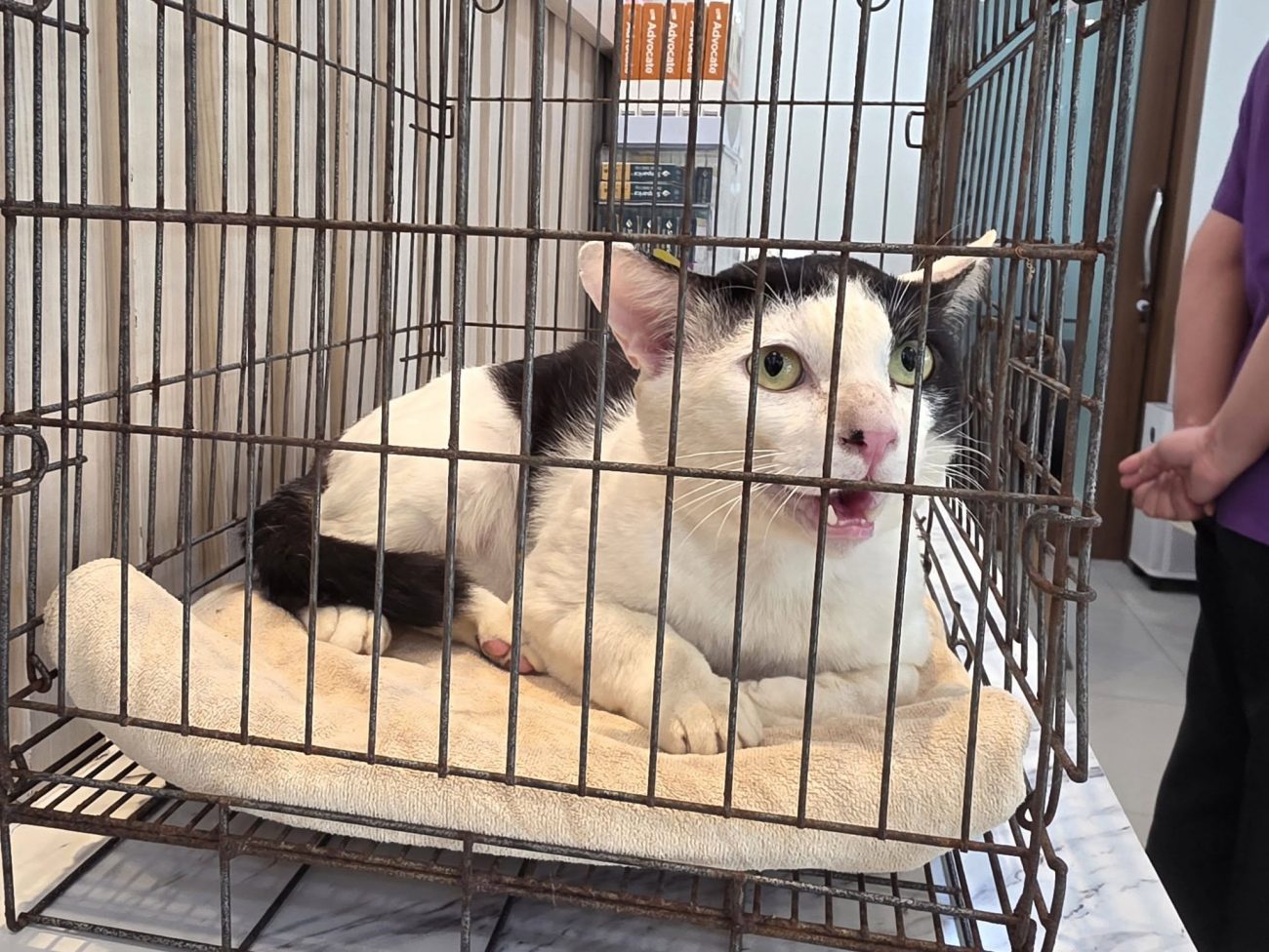 วันนี้ #โคนัน มาทำหมันครับ พ่อทองมีปลอบใจโคนันเรียบร้อย บอกว่าเจ็บจิ๊ดเดียวช่วงง 1