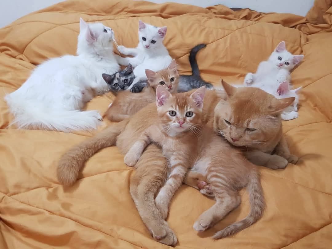 สุขสันต์วันเกิดนะ #ทองมา #ทองขาว #มะลิ #มะเฟือง และ #ทองแต้ม #มะเหมี่ยว บนโน้นด้ 1