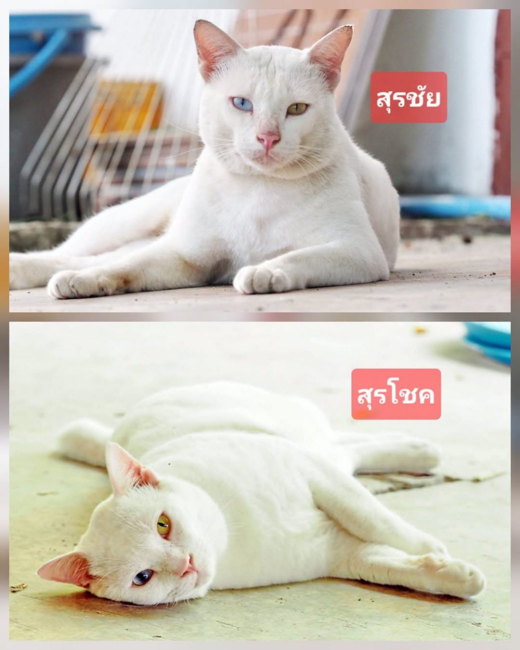 พ่อทองมีเคยมีแมวฝาแฝดสีขาวล้วนคู่หนึ่ง ชื่อ #สุรโชค และ #สุรชัย ทั้งคู่เป็นลูกชา 1