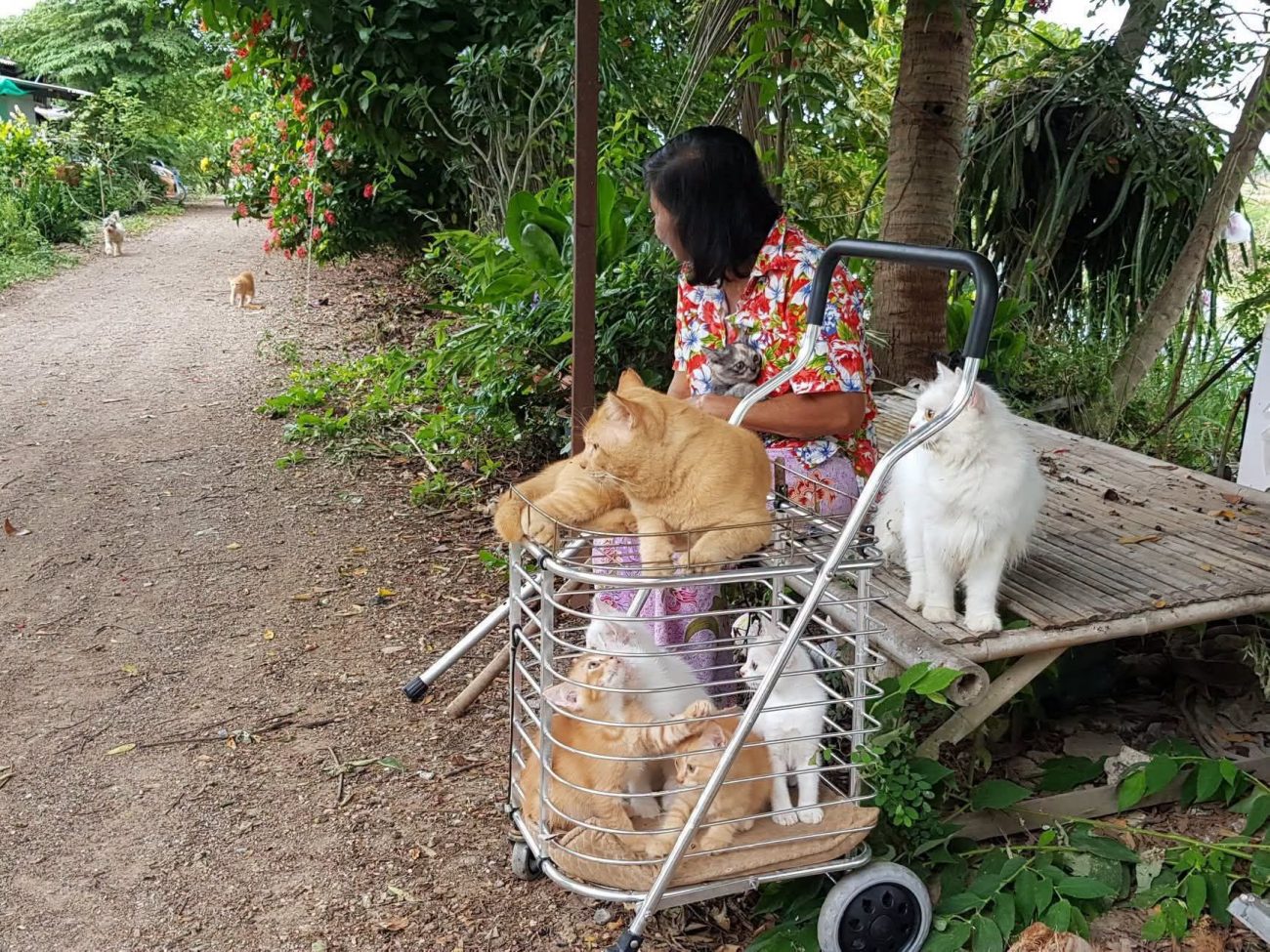 คุณยายใจดีที่เคยช่วยเหลือเลี้ยงดู แมว "ทองมี" ตอนเด็ก ๆ ซึ่งก็คือแม่ของพ่อทองมีเ 1